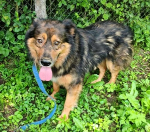 Bildhübscher *JARO* - ist eine Seele von Hund Bild 5