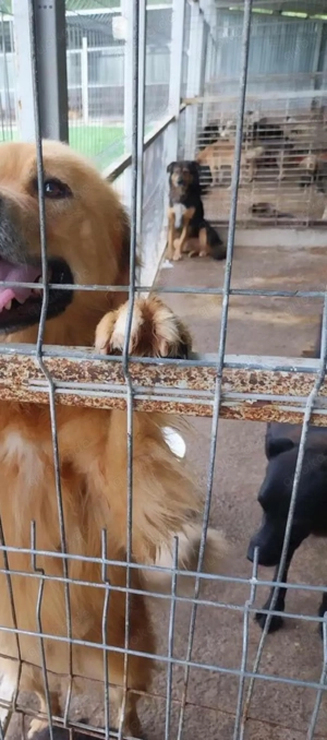 Bildhübscher *JARO* - ist eine Seele von Hund Bild 10