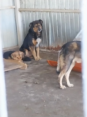 Bildhübscher *JARO* - ist eine Seele von Hund Bild 9