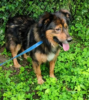 Bildhübscher *JARO* - ist eine Seele von Hund Bild 3