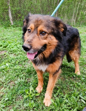 Bildhübscher *JARO* - ist eine Seele von Hund Bild 8