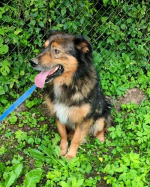 Bildhübscher *JARO* - ist eine Seele von Hund Bild 2