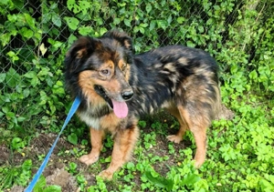 Bildhübscher *JARO* - ist eine Seele von Hund Bild 7