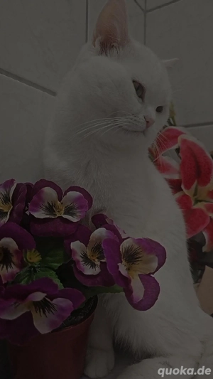 Deckkater sucht Katzendame 