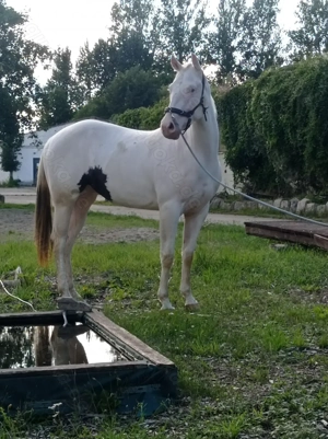 Eycatcher: Paint Horse Stute APHA 2023 zweij. Bild 8