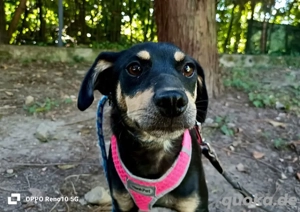 ELIZA    sucht ein einfühlsames Zuhause