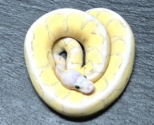 Königspython 0.1 Super Vanilla Super Pastel Clown Bild 3