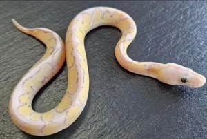 Königspython 0.1 Super Vanilla Super Pastel Clown Bild 2