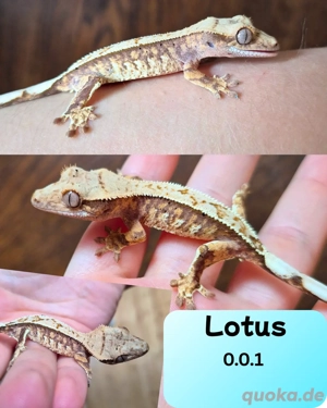 Kronengecko Nachzuchten