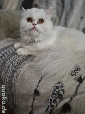 Deckkater gesucht   für 1-jährige Perserkatze