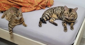  Bengalkater & Bengalkatze suchen neues liebevolles Zuhause Bild 2