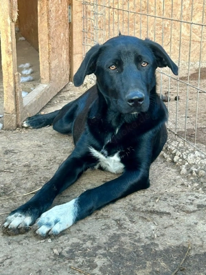 Joda sucht ein Körbchen und Liebe