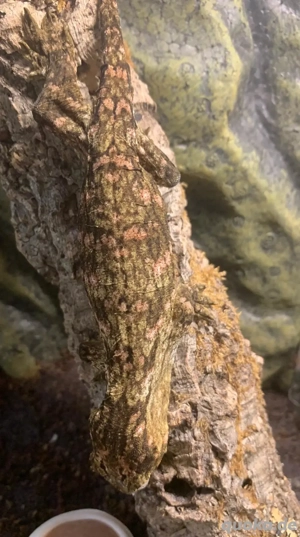 3.0 Rhacodactylus leachianus, Mount Koghis, Friedel, Gecko