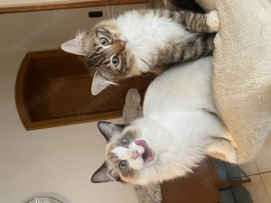 Reinrassige Ragdoll   Cherubim Kitten mit Stammbaum