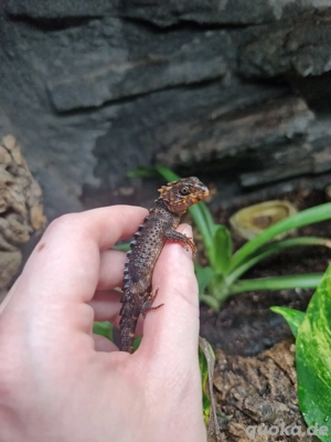 Rotaugen Buschkrokodil (Tribolonotus gracilis) Bild 3