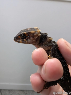 Rotaugen Buschkrokodil (Tribolonotus gracilis) Bild 5