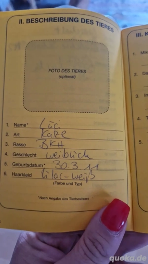 lucy sucht dringend ein zuhause (verschenken)