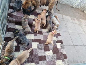 Bullmastiff Welpen bereit für ein liebevolles Zuhause!