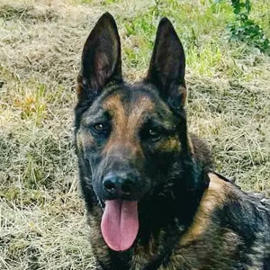 Ayumi - Elegant, wunderschön und freundlich