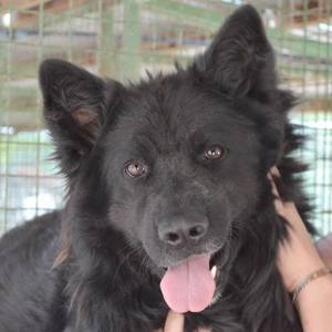 Basko - Freundlicher Rüde sucht Körbchen