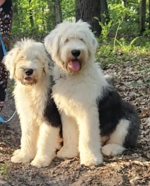 Bobtail mödchenwelpen