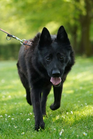 Monti - unsere rasende Rakete Bild 3