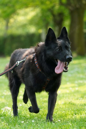 Monti - unsere rasende Rakete Bild 5