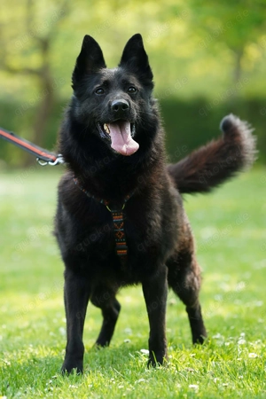 Monti - unsere rasende Rakete Bild 4