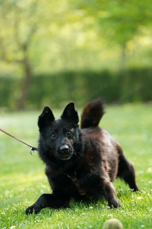 Monti - unsere rasende Rakete Bild 6