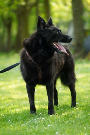 Monti - unsere rasende Rakete Bild 7