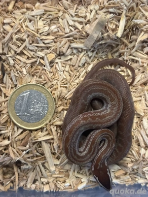 Afrikanische Hausschlange 