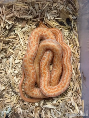 Afrikanische Hausschlange T- Albino