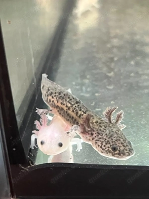 Axolotl Nachwuchs Verkaufe oder Tausche
