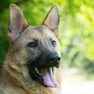 Emmy- jung, freundlich und bereit für ihre Herzensmenschen