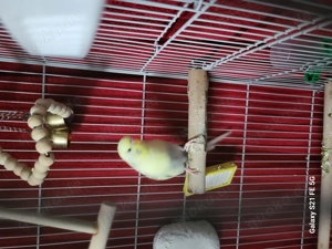 Zu verkaufen: 2 Wellensittiche mit Käfig 