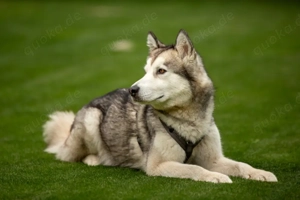 Wapaj, 3 Jahre - Husky - Tierhilfe Franken e.V.