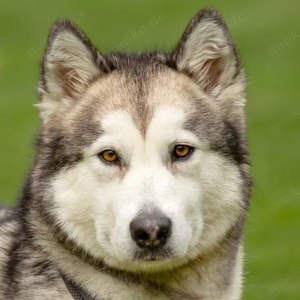 Wapaj - 3 Jahre - Husky - Tierhilfe Franken e.V.