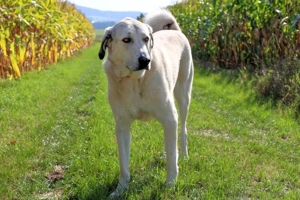 Zimtschnecke - 6 Jahre - Kangal-Mix- Tierhilfe Franken e.V. Bild 8