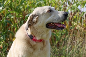 Zimtschnecke - 6 Jahre - Kangal-Mix- Tierhilfe Franken e.V. Bild 5