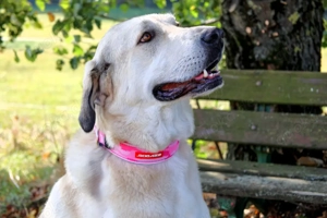 Zimtschnecke - 6 Jahre - Kangal-Mix- Tierhilfe Franken e.V. Bild 3