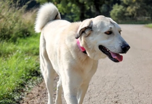 Zimtschnecke - 6 Jahre - Kangal-Mix- Tierhilfe Franken e.V. Bild 6