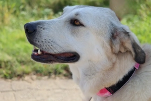 Zimtschnecke - 6 Jahre - Kangal-Mix- Tierhilfe Franken e.V. Bild 4