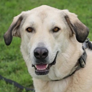 Zimtschnecke, 4 Jahre - Kangal-Mix - Tierhilfe Franken e.V.