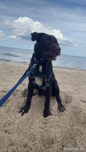 Deckrüde Labrador DD Mix