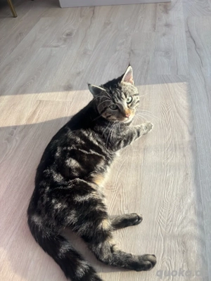 Lieber Kater sucht ein Familie