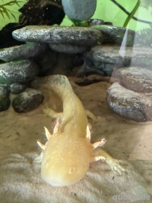 Albino Axolotl Weibchen Bild 4