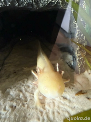 Albino Axolotl Weibchen Bild 3