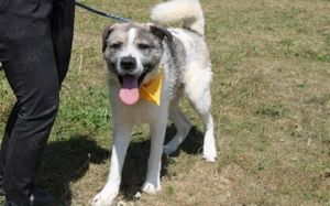 Süße Ringelrute Belmondo sucht sein Zuhause