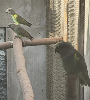 Meyers Goldbugpapagei Naturbrut 