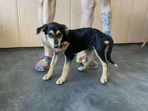 Talimba, PS in Ungarn,  ist ein typischer Welpe.